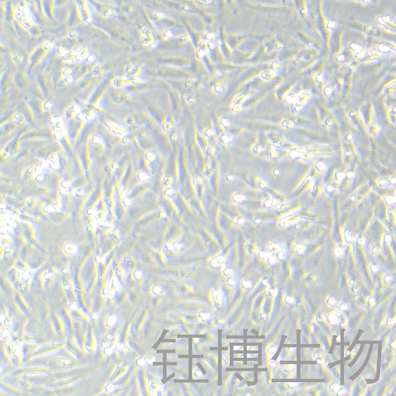 MC3T3-E1 Subclone 24（小鼠胚胎成骨细胞前体细胞）YB-72251MC,MC3T3-E1 Subclone 24
