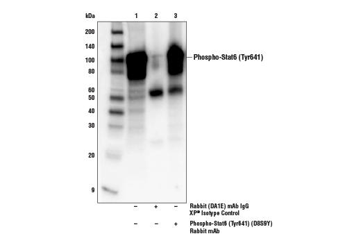 磷酸化信号转导与转录激活因子6（Tyr641）（D8S9Y）兔单克隆抗体,Phospho-Stat6 (Tyr641) (D8S9Y) Rabbit mAb