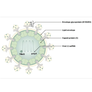 基肯孔雅（Chikungunya）全套研究工具