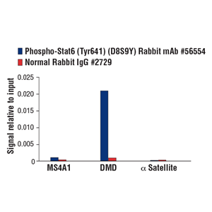 磷酸化信号转导与转录激活因子6（Tyr641）（D8S9Y）兔单克隆抗体,Phospho-Stat6 (Tyr641) (D8S9Y) Rabbit mAb