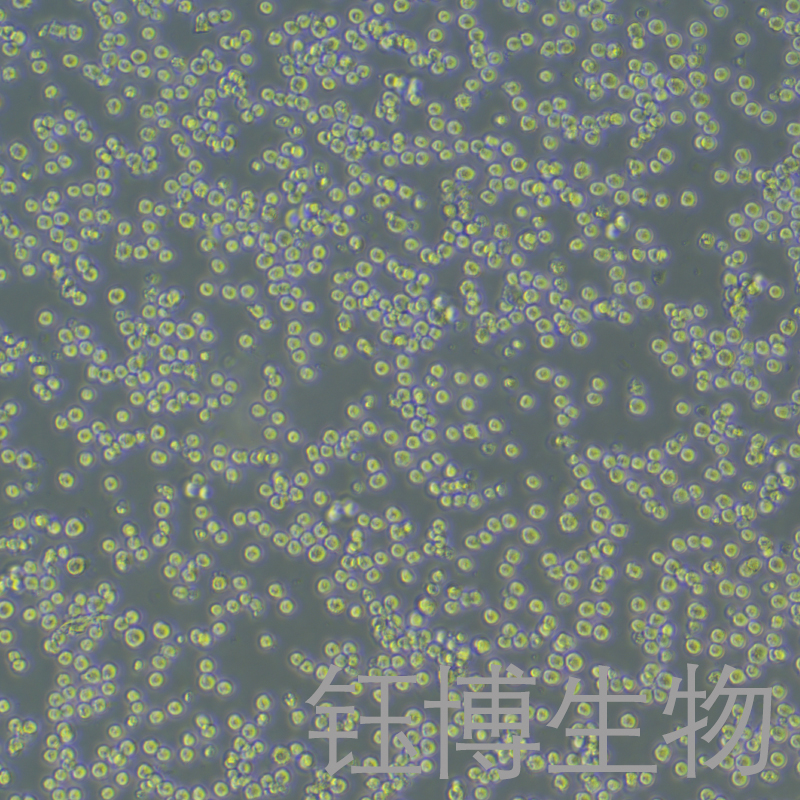 MPC-11（小鼠浆细胞瘤）YB-72386MC,MPC-11