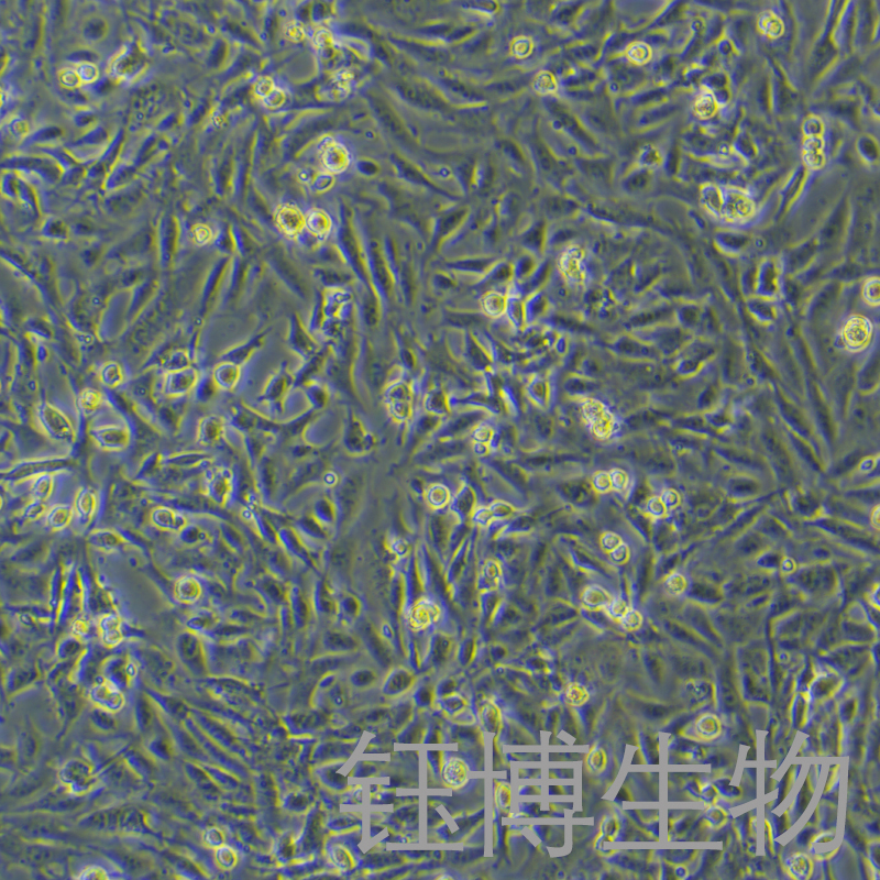 SV40 MES 13（小鼠肾小球系膜细胞）YB-72470MC,SV40 MES 13