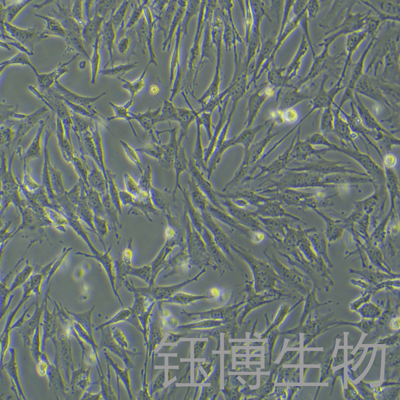 BALB/3T3 clone A31（小鼠胚胎成纤维细胞）YB-72477MC,BALB/3T3 clone A31