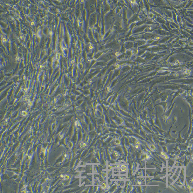 bEnd.3 [BEND3]（小鼠脑微血管内皮细胞）YB-72598MC,bEnd.3 [BEND3]