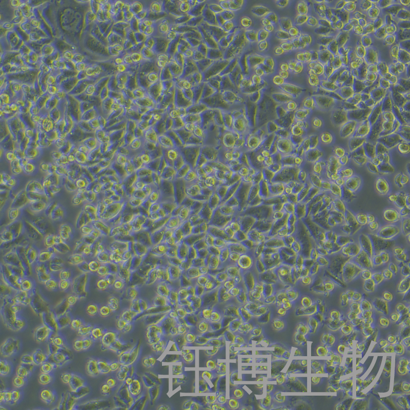 CHO-K1（仓鼠卵巢细胞亚株）YB-75062OC,CHO-K1