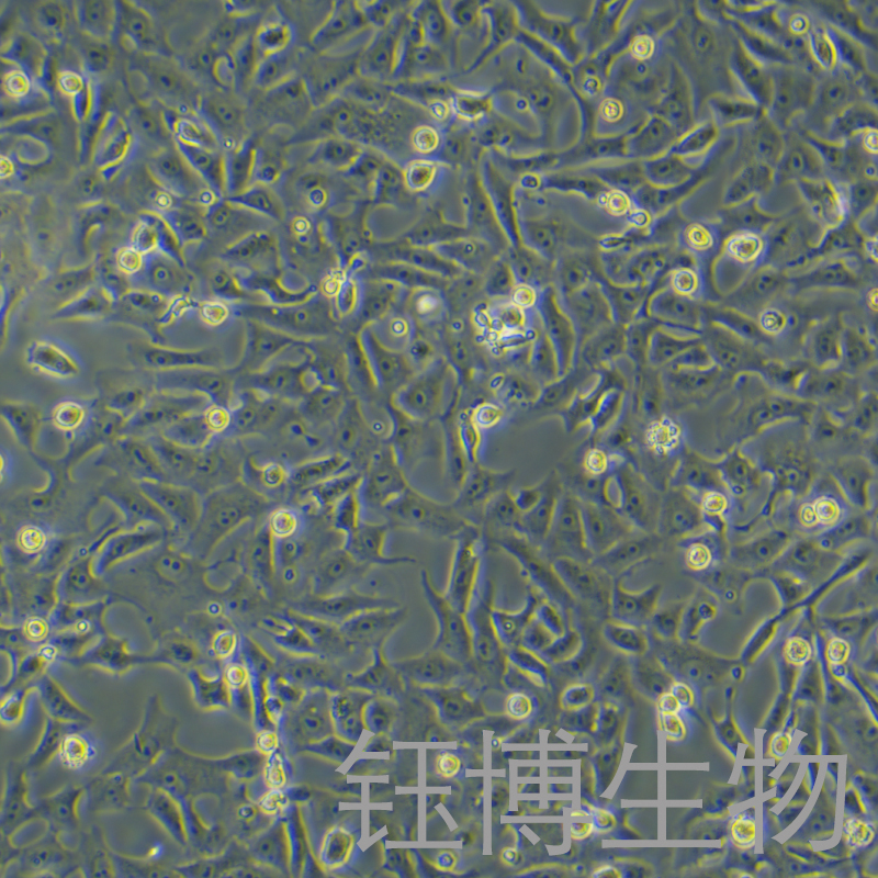 Vero（非洲绿猴肾细胞）YB-75242OC,Vero