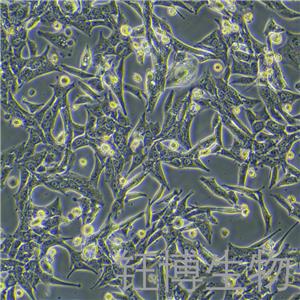 MPC-83（小鼠胰腺腺泡细胞）YB-72518MC