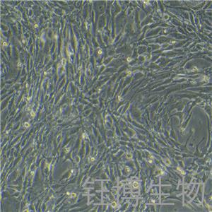 bEnd.3 [BEND3]（小鼠脑微血管内皮细胞）YB-72598MC