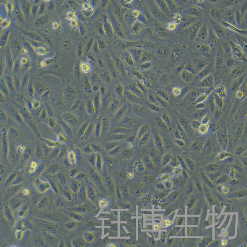 CV-1（非洲绿猴肾细胞）YB-75490OC,CV-1