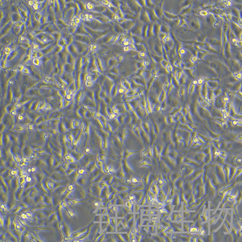 RK-13（兔肾细胞系）YB-75501OC,RK-13