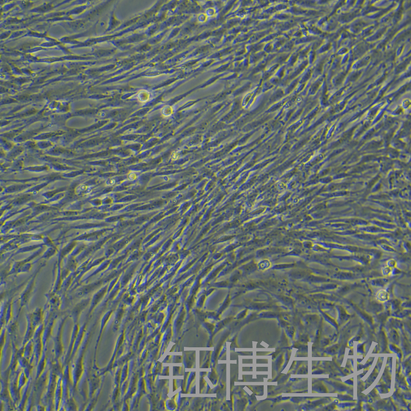 C6-LUC（萤火虫荧光素酶标记的大鼠胶质瘤细胞）YB-73047RC-L,C6-LUC