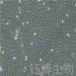 VERO C1008 [Vero E6]（非洲绿猴肾细胞）YB-75491OC