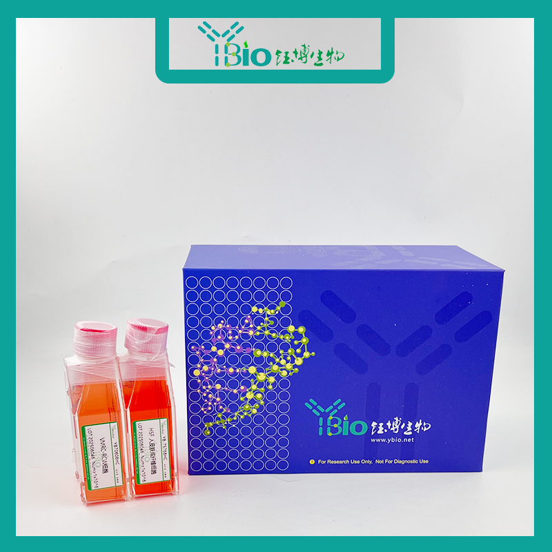 PC-3-LUC-GFP-PURO（双标记的人前列腺癌细胞）YB-71185HC-LGP,PC-3-LUC-GFP-PURO