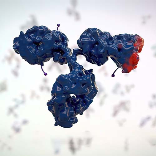 Fc gamma RIIIA / CD16a蛋白,Fc gamma RIIIA / CD16a