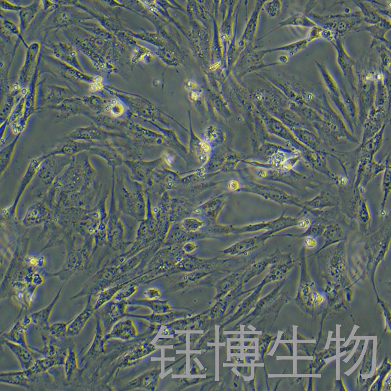 HPNE（人胰腺导管细胞）YB-71604HC,HPNE