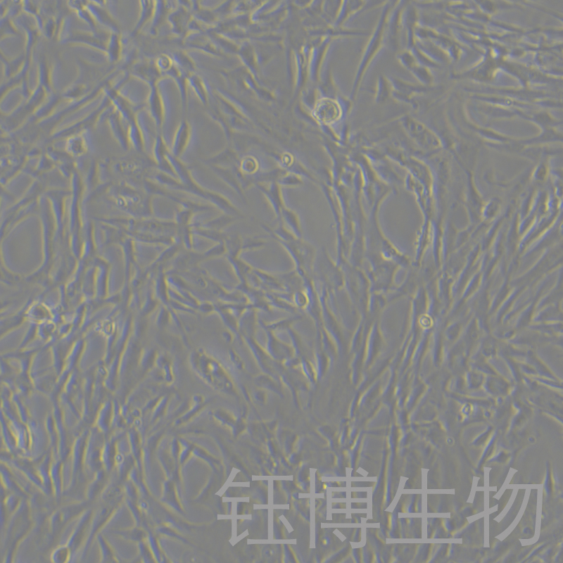 Duckembryo（鸭子胚胎成纤维细胞）YB-7001OC,Duckembryo