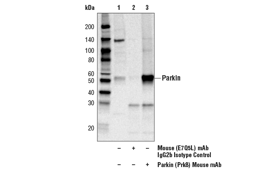 帕金蛋白（Prk8）小鼠单克隆抗体,Parkin (Prk8) Mouse mAb