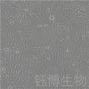 Duckembryo（鸭子胚胎成纤维细胞）YB-7001OC