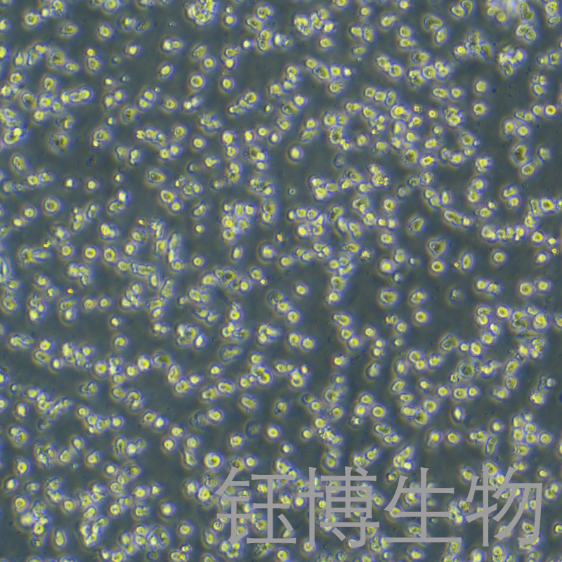 ARH-77（人浆细胞白血病）YB-71706HC,ARH-77