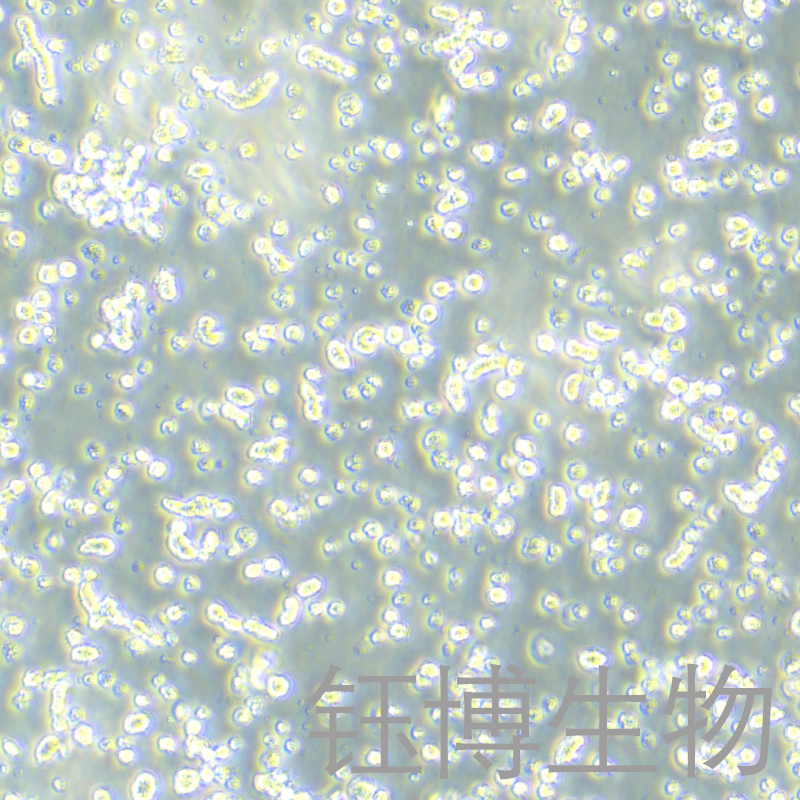 KCL-22（人慢性粒细胞白血病细胞）YB-71745HC,KCL-22