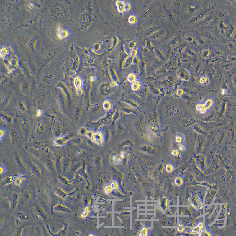 5-8F（鼻咽癌细胞株）YB-71747HC,5-8F