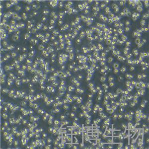 ARH-77（人浆细胞白血病）YB-71706HC,ARH-77