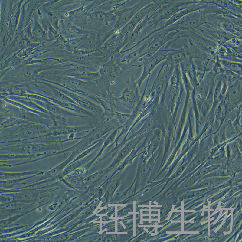 BJ（人皮肤成纤维细胞）YB-71758HC,BJ (Human Skin Fibroblasts)
