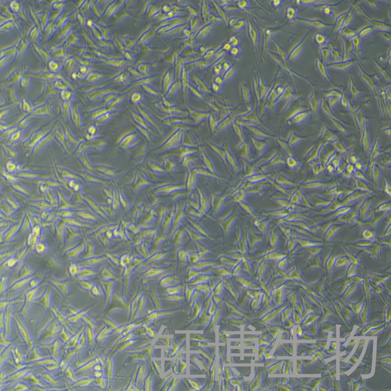 DRG（大鼠背根神经节细胞）YB-7005RC,DRG