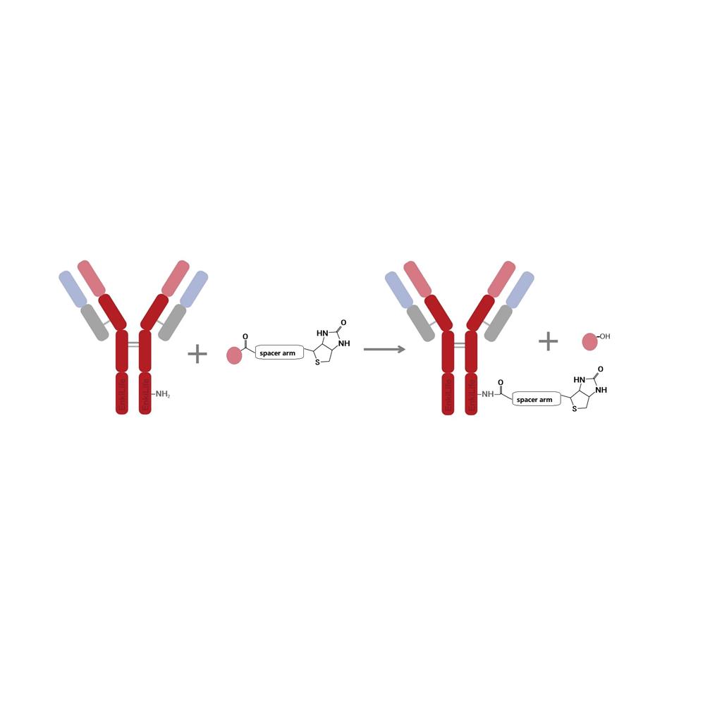 Sulfo-NHS-SS-二硫生物素标记试剂盒,Sulfo-NHS-SS-Biotin Labeling Kit