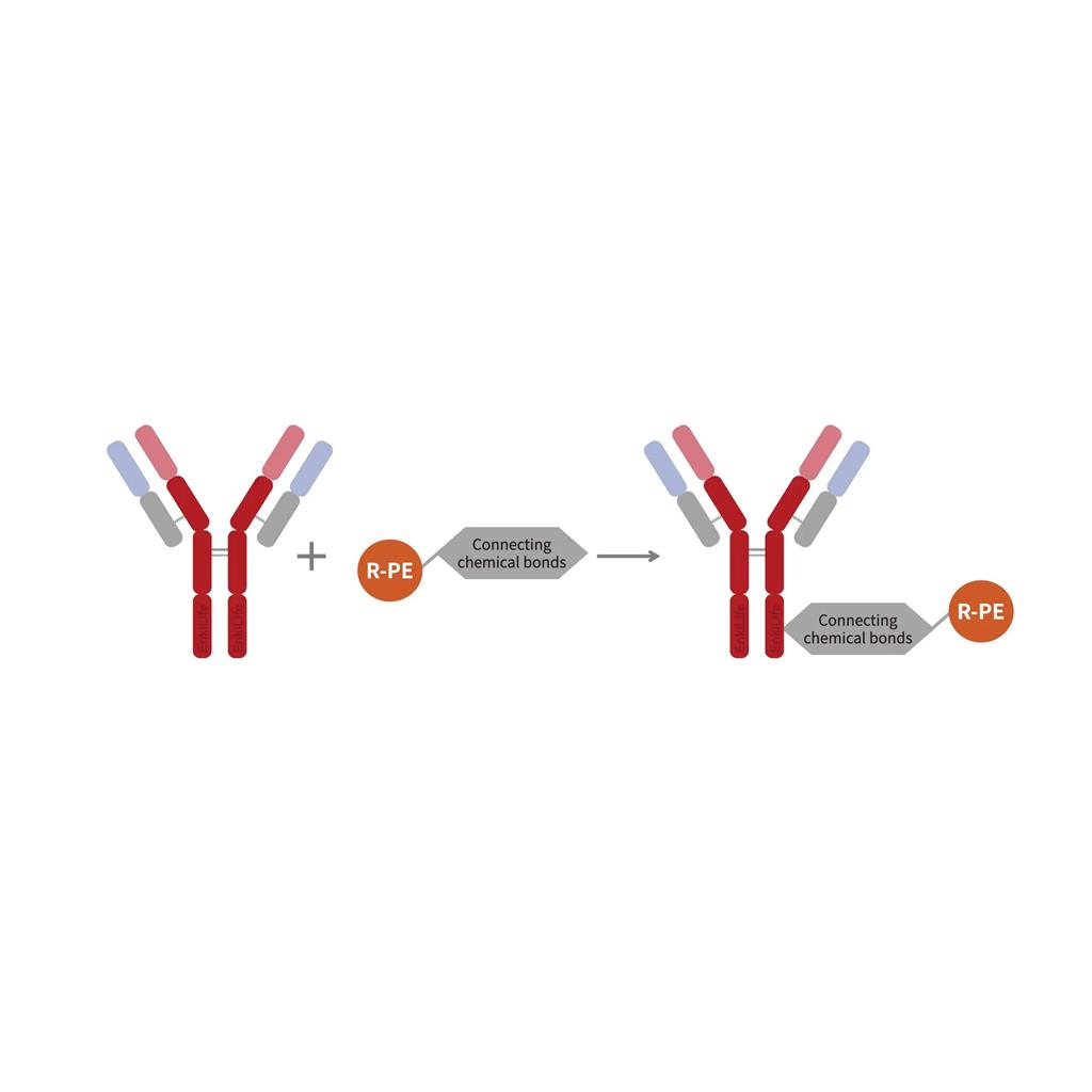 PE-Cy7串联染料抗体快速标记试剂盒,PE-Cy7 Antibody Quick Labeling Kit