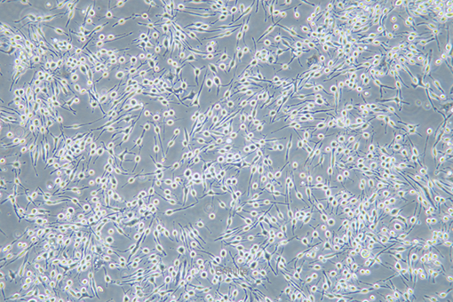 大鼠嗜碱性白血病细胞RBL-2H3