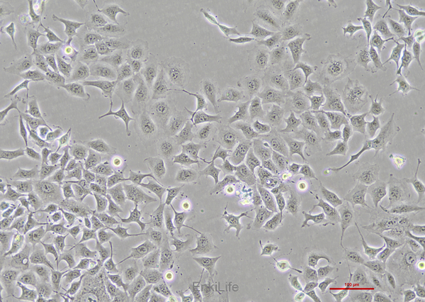 人肺腺癌细胞NCI-H1975