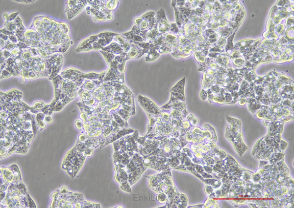 人肝癌细胞HepG2