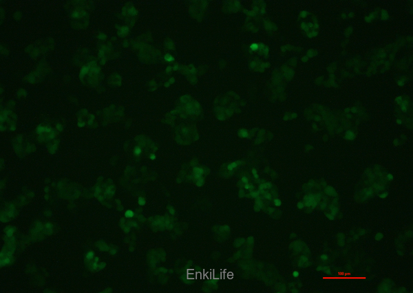 人肝癌细胞-绿色荧光标记HepG2-EGFP