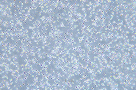 人骨髓增生异常综合征细胞MUTZ-1