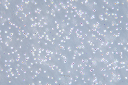 人红白血病细胞Kasumi-1