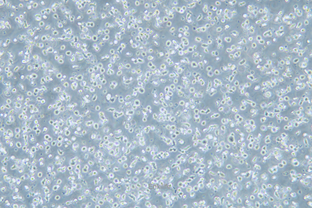 人急性单核细胞白血病细胞MonoMac6