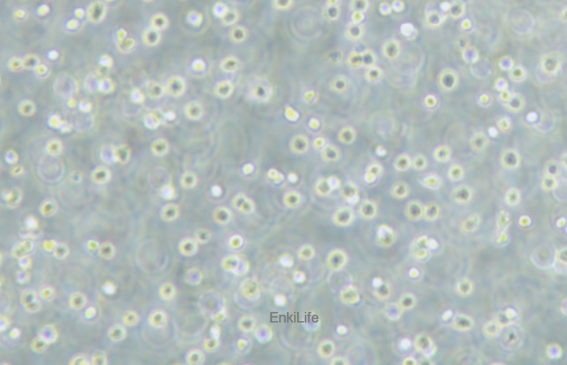 人急性髓性白血病细胞MOLM-13