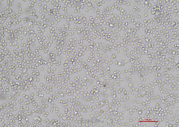人急性早幼粒白血病细胞NB4