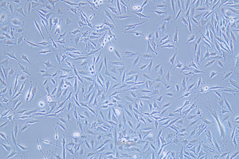 人胶质瘤细胞稳定表达荧光素酶LN-229+LUC