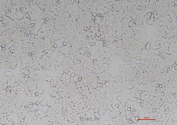 人结肠癌细胞HT-29