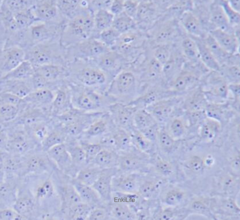 人晶体上皮细胞SRA01/04