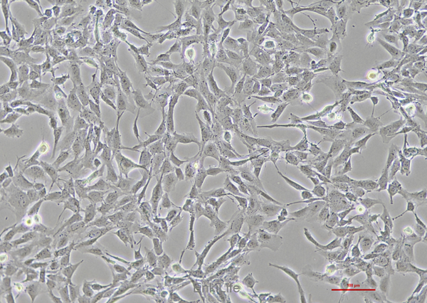 人晶状体上皮细胞HLE-B3