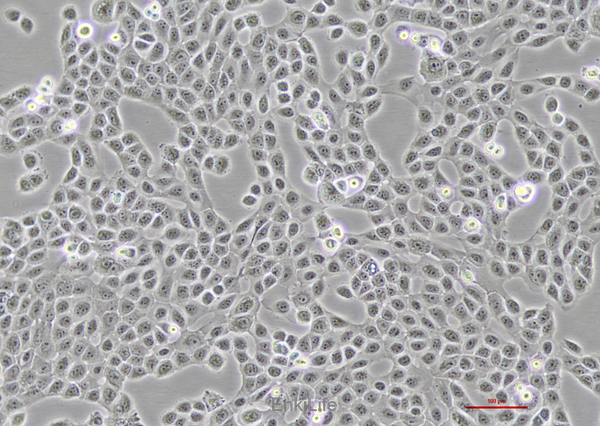 人口腔鳞癌细胞HSC-3