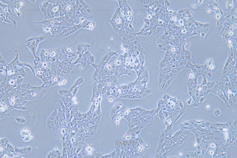 人口腔鳞状癌细胞WSU-HN30