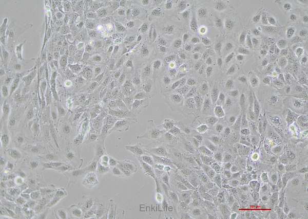 人膜间皮细胞MET-5A