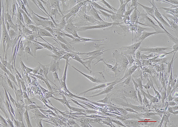 人胚皮肤成纤维细胞CCC-ESF-1