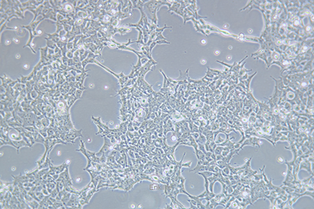 人胚肾细胞293FT
