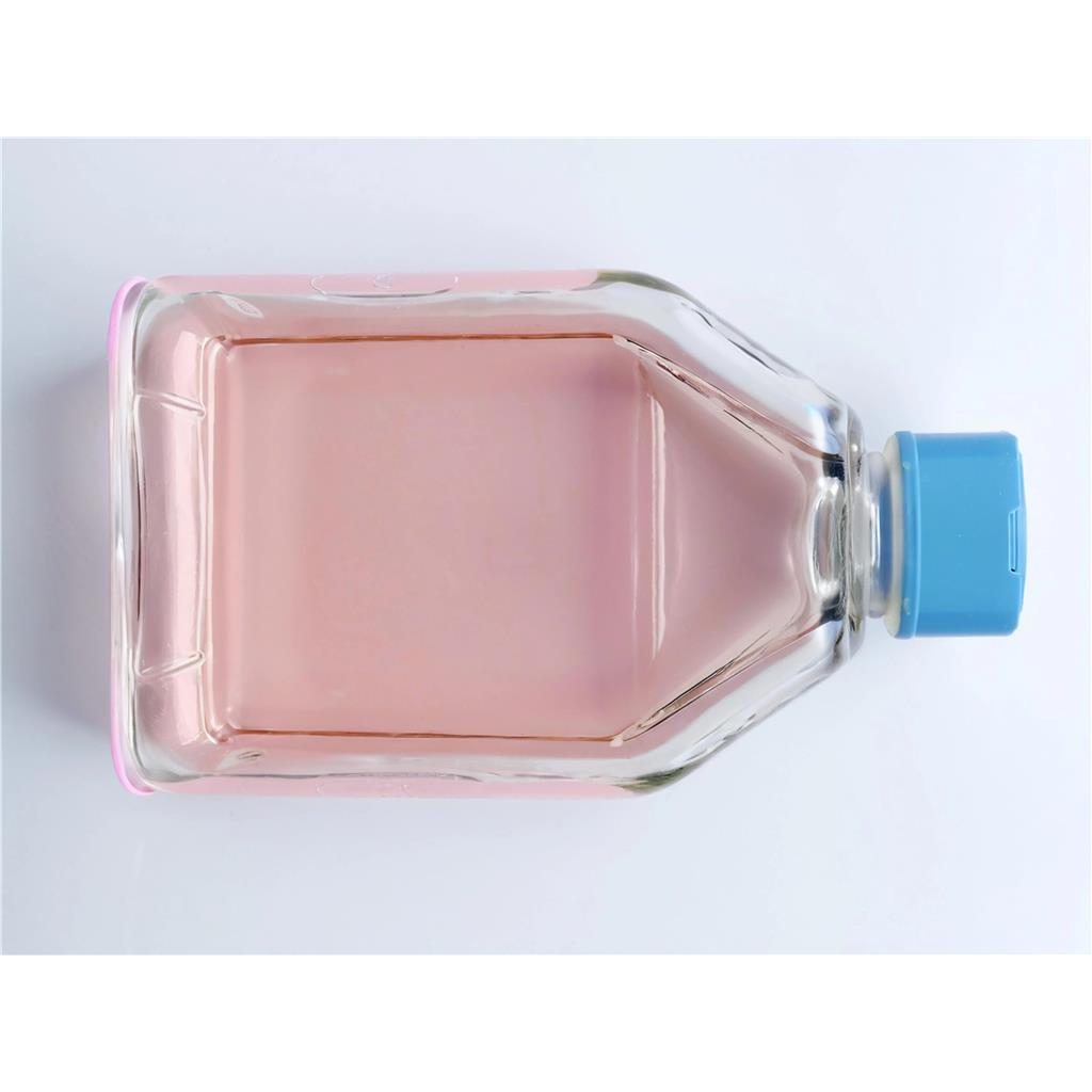 人乳腺癌成纤维细胞-永生化