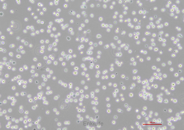 人外周血嗜碱性白血病细胞KU812
